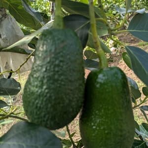 無農薬・肥料不使用＜奇跡の国産・愛媛アボカド＞興居島の自然と育む旬の味を産地直送の口コミ・レビュー(まさあきさん)