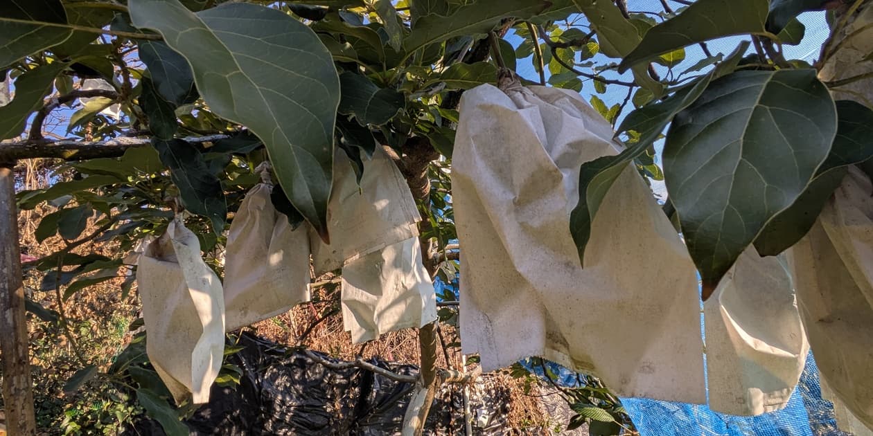 順ちゃん農園ロゴ