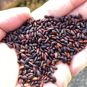 ＜新米目前割＞【天日干し】黒米（朝紫,さよむらさき）　農薬、除草剤不使用