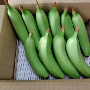 農薬不使用で皮まで食べられる金太郎バナナ＜青バナナ＞神奈川県産グロスミッシェルの口コミ・レビュー(りんごさん)