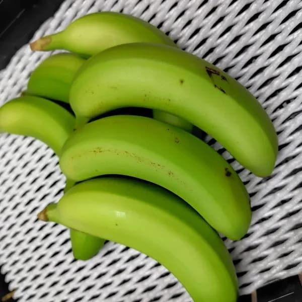 農薬不使用で皮まで食べられる金太郎バナナ＜青バナナ・訳あり品＞神奈川県産グロスミッシェル