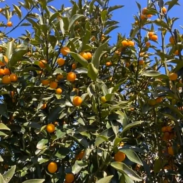 ほったらかしお庭の小さめ金柑