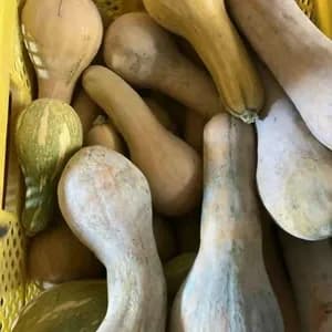 農薬・化学肥料不使用（自然栽培・在来種　鶴首カボチャ）の口コミ・レビュー(hirakuさん)