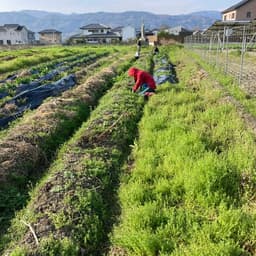 【畑からは以上です！】☆農にまつわる日々の出来事☆　2026.4.30