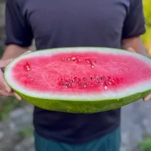 鹿児島坊津の伝統野菜＜寝太郎スイカ＞自然栽培の濃厚な甘みと旨みが広がる夏のごちそうの口コミ・レビュー(じるこさん)