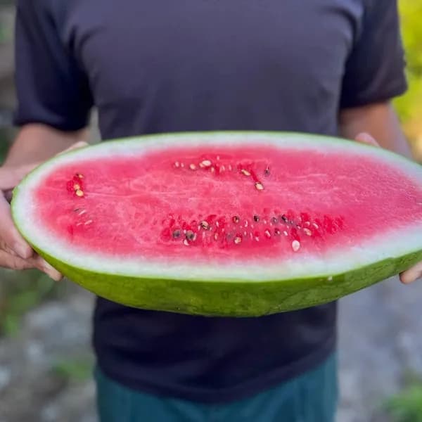 鹿児島坊津の伝統野菜＜寝太郎スイカ＞自然栽培の濃厚な甘みと旨みが広がる夏のごちそう