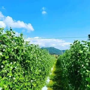 鹿児島坊津で農薬・肥料不使用＜自然栽培のスナップエンドウ＞甘い春の味の口コミ・レビュー(まさあきさん)