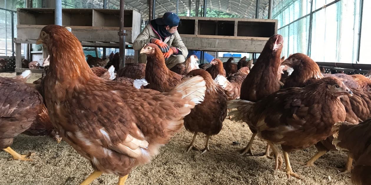 古都 風雅ファームロゴ