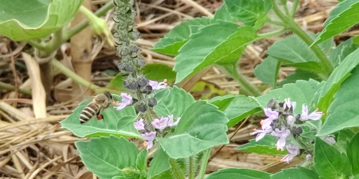コトノハ農園ロゴ