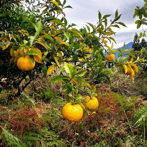 高知県産＜ゆず　加工用＞農薬・化学肥料不使用