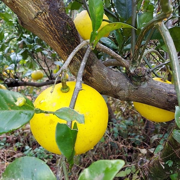 自然栽培　文旦　家庭用