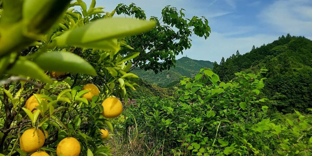 高知ゆめ農園ロゴ