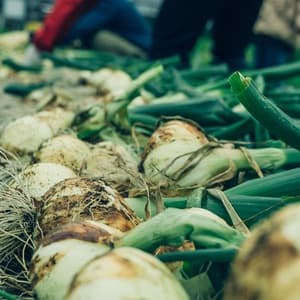 〈今シーズンの販売は終了しました〉【2026年1月19日より順次発送】1年に1度だけの感動の甘さ！葉ごと楽しむサラダ玉ねぎ┃無農薬・無化学肥料栽培┃九州・中国地域送料込の口コミ・レビュー(すだちマヨさん)