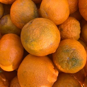 不知火　4.5キロの口コミ・レビュー(うめっちさん)