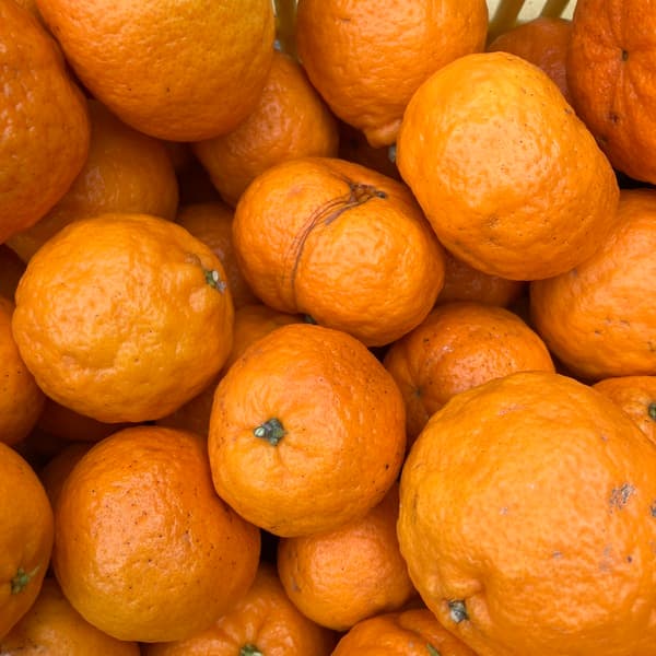 崖っぷちポンカン5キロ