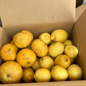 レモン2.8キロと甘夏みかん2キロセット