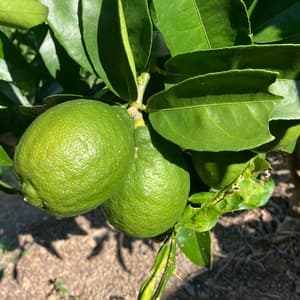 りのかレモン　最終