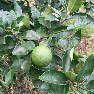【数量限定】自然栽培・無農薬 ＜ライム＞