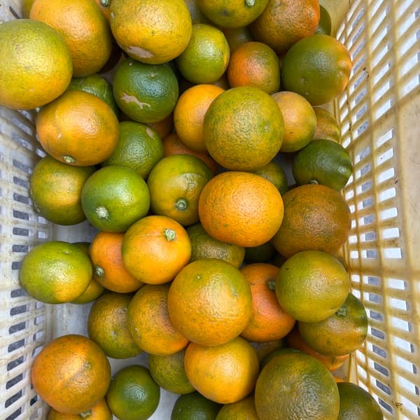 橙　だいだい　　ポン酢にどうですか！