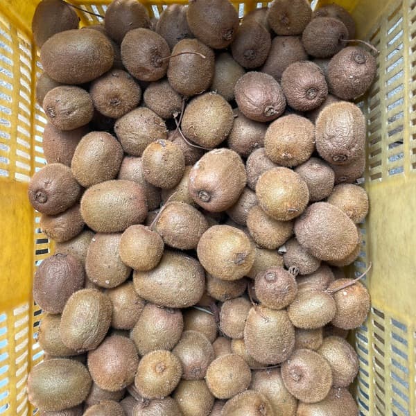 農薬不使用・自然栽培＜キウイフルーツ＞