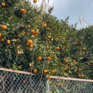 農薬・化学肥料不使用＜はやか＞今までで1番の美味しい柑橘です！のレビュー