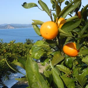 無農薬・自然栽培＜みかん＞家庭用　の口コミ・レビュー(yukkeyさん)