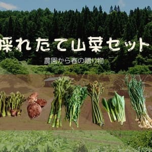 予約開始！【クール便発送】天然＜春の山菜セット＞飯綱の里山で芽吹いた採れたて山菜の詰め合わせのレビュー
