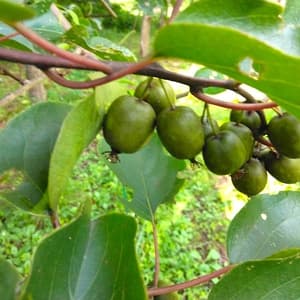 自然の恵み　天然さるなし（和製キウイ）の口コミ・レビュー(てちみるぶるさん)