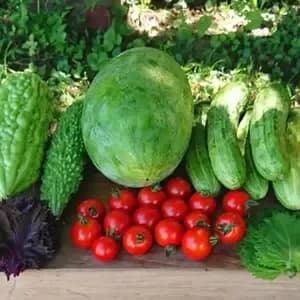 太陽の恵み＜農園の採れたて夏野菜セット(7月~9月) ＞農薬・化学肥料不使用