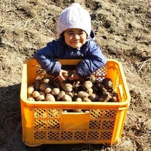 【無農薬】栗のようにホクホク甘い里芋 八つ頭 里芋好きの方にはもちろん！苦手な方にもオススメ♪【自然栽培】の口コミ・レビュー(グリえもんさん)