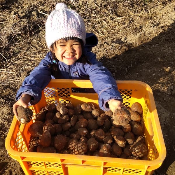 【無農薬】在来種の里芋 大野在来（大野芋）煮崩れしにくくまろやかな甘み【自然栽培】