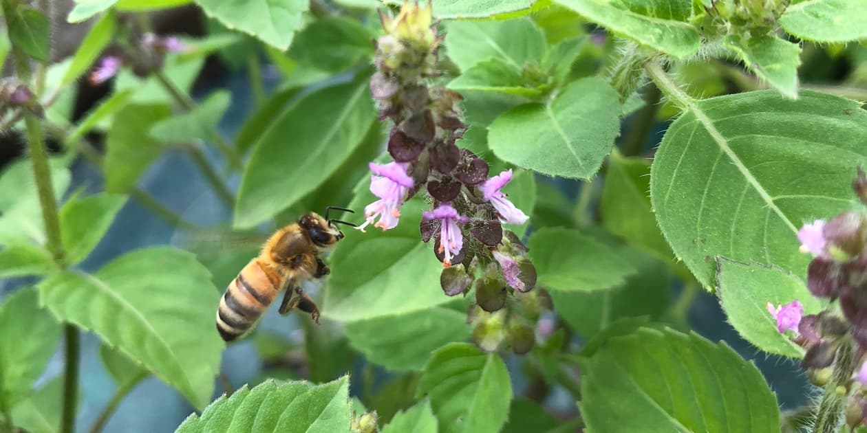 ラ ターブルベールロゴ