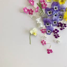 標本菓子箱　−初夏採集−