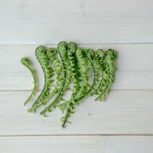 【2026年予約注文。発送は4月上旬ごろから】【毎年大好評！春山菜の代表！おひたし 天ぷら ごま和え ナムルに！】天然こごみ 約300g ＋オマケ1種