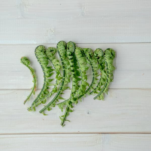 【2026年予約注文。発送は4月上旬ごろから】【毎年大好評！春山菜の代表！おひたし 天ぷら ごま和え ナムルに！】天然こごみ 約300g ＋オマケ1種