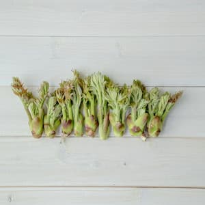 【2026年の予約販売】【毎年大好評！！天然物は香りが違う！！春の味覚の定番！！】山菜の王様 採れたて天然たらの芽 約200g＋オマケ1種