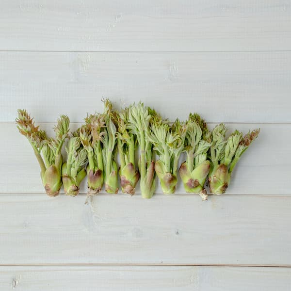 【2026年の予約販売】【毎年大好評！！天然物は香りが違う！！春の味覚の定番！！】山菜の王様 採れたて天然たらの芽 約200g＋オマケ1種