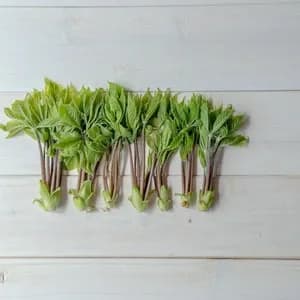 【2026年予約注文。発送は4月下旬ごろから】【毎年大好評！！天然物は香りが違う！！】山菜の女王 採れたて天然コシアブラ 約150g ＋オマケ1種