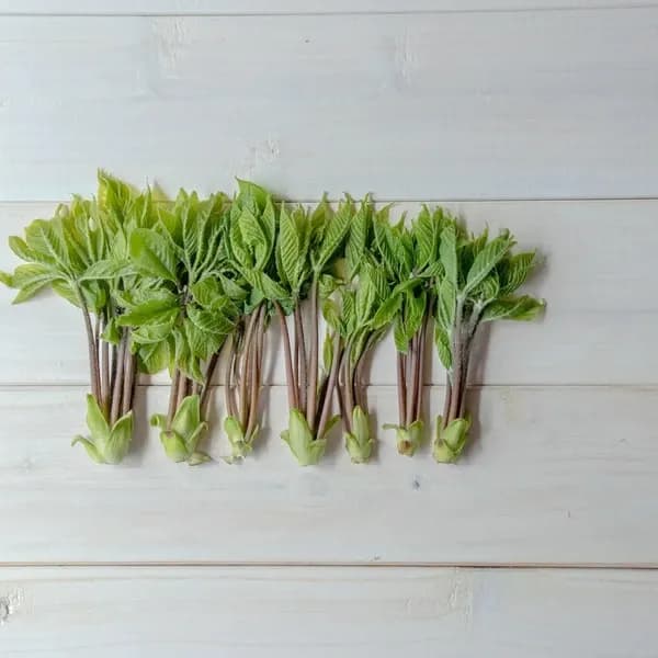 【2026年予約注文。発送は4月下旬ごろから】【毎年大好評！！天然物は香りが違う！！】山菜の女王 採れたて天然コシアブラ 約150g ＋オマケ1種