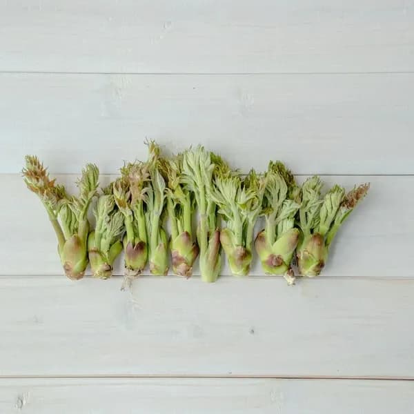 【2026年予約注文。発送は4月下旬ごろから】【毎年大好評です！天然物は香りが違う！！】たらの芽 約200g＋こごみ 約300g＋オマケ1種