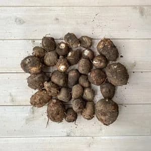 『里芋のポテンシャル！』自然栽培の里芋（石川早生＆カラドリ芋のmix） 土付きの口コミ・レビュー(あきさん)