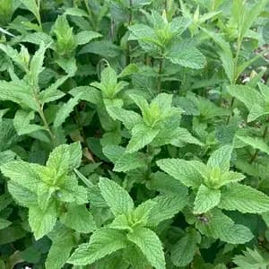 【夏に嬉しい爽快な香り！！！】自然栽培スペアミントの口コミ・レビュー(Yさん)