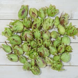 【天然物は香りが違う！！】春一番の贈り物　ほろ苦さがたまらない 天然ふきのとう