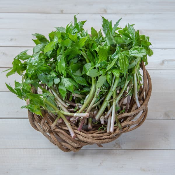 【2026年予約注文。発送は4月下旬ごろから】【毎年大好評です！山の香りが美味しい！！山菜の王様】採れたて天然しどけ約300g+オマケ1種