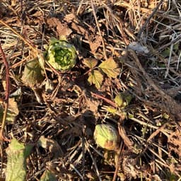 今年も山菜の季節が始まります！