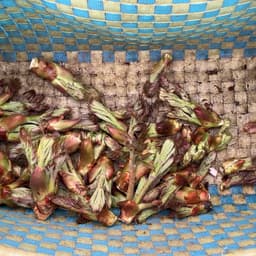 タラの芽収穫始まりました！