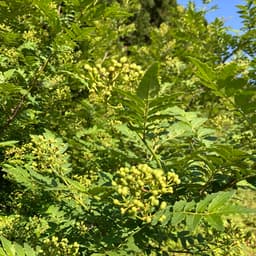 今年も、山椒の実の季節が始まります！！