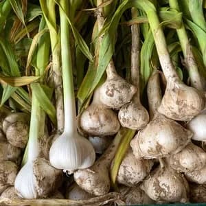 ジャンボニンニクの口コミ・レビュー(ウラノさん)