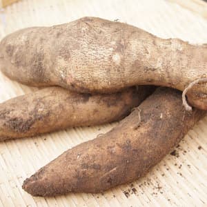ヤーコン 無農薬・無化学肥料栽培