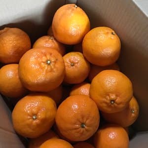 ぽんかん～無農薬･無肥料栽培5年目